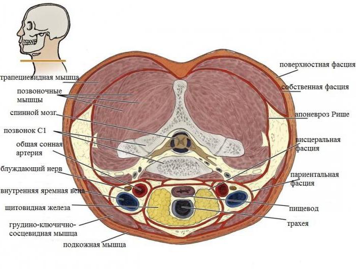 нервы шеи