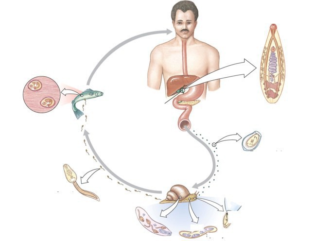 цикл развития печеночного сосальщика кратко