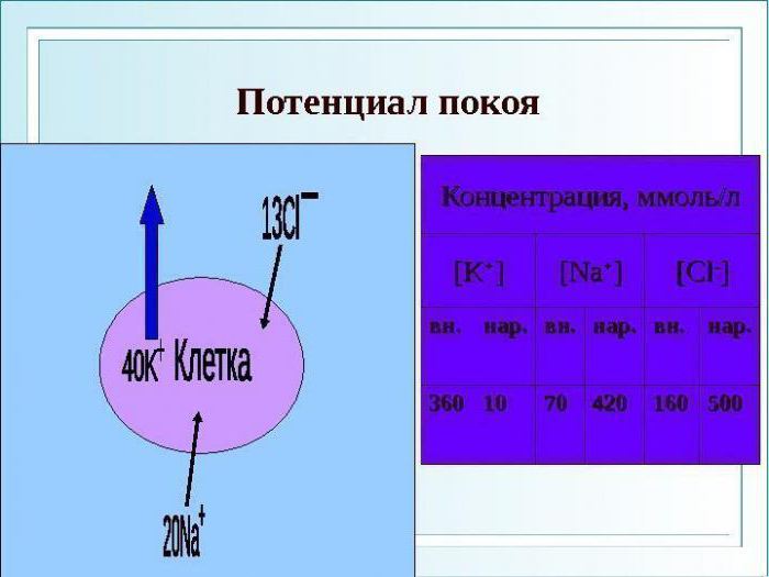 Критический уровень деполяризации мембраны