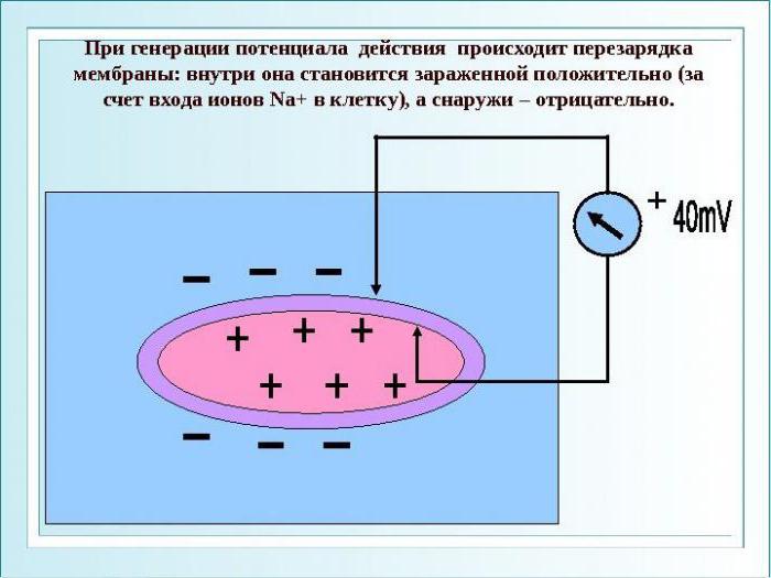 Критический уровень деполяризации физиология