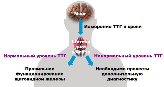 Уровень ТТГ в крови