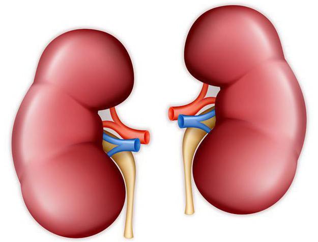 Как выглядят почки