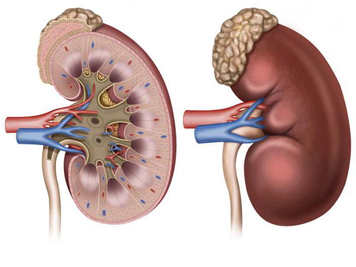 можно ли жить с одной почкой