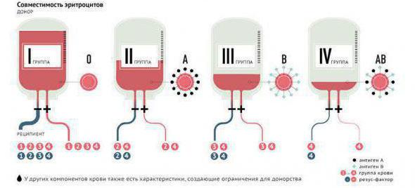 универсальным донором является человек с группой крови