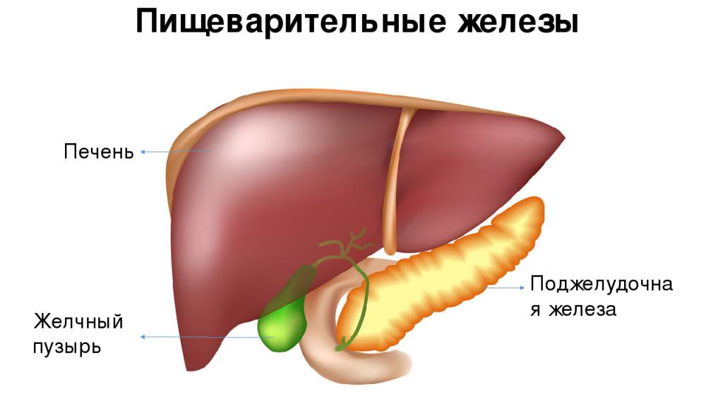 пищеварительная система