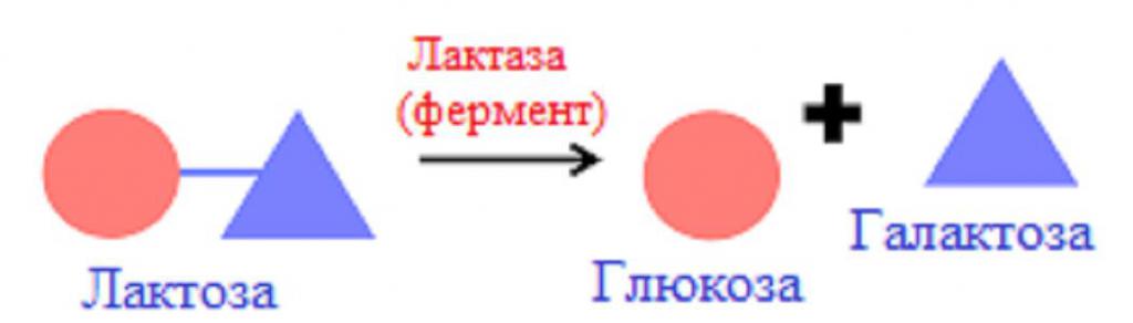 Реакция расщепления лактозы