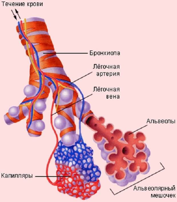 Альвеолярный мешочек