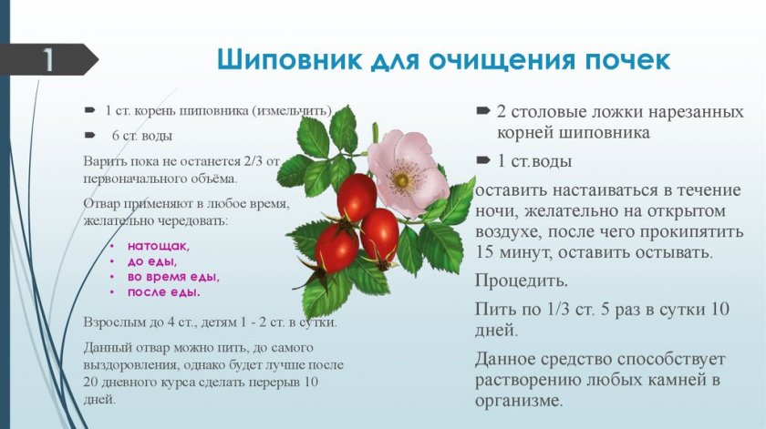 Польза шиповника от камней в почках