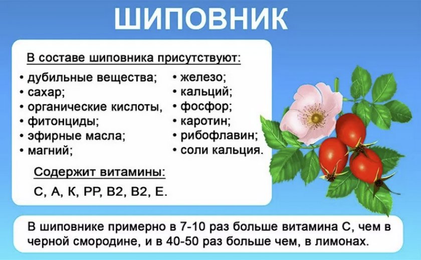 Пищевая ценность шиповника