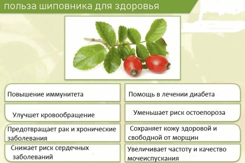 Полезные свойства шиповника