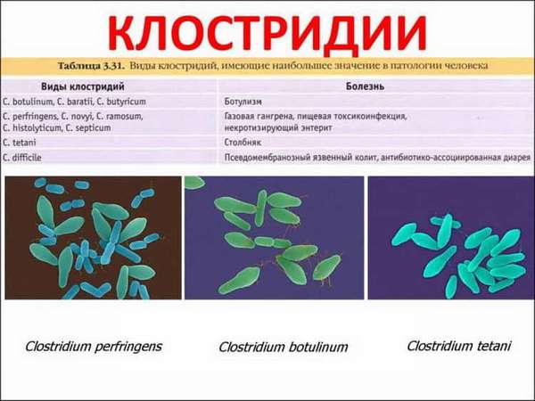 Клостридии в кале у ребенка: норма или паталогия