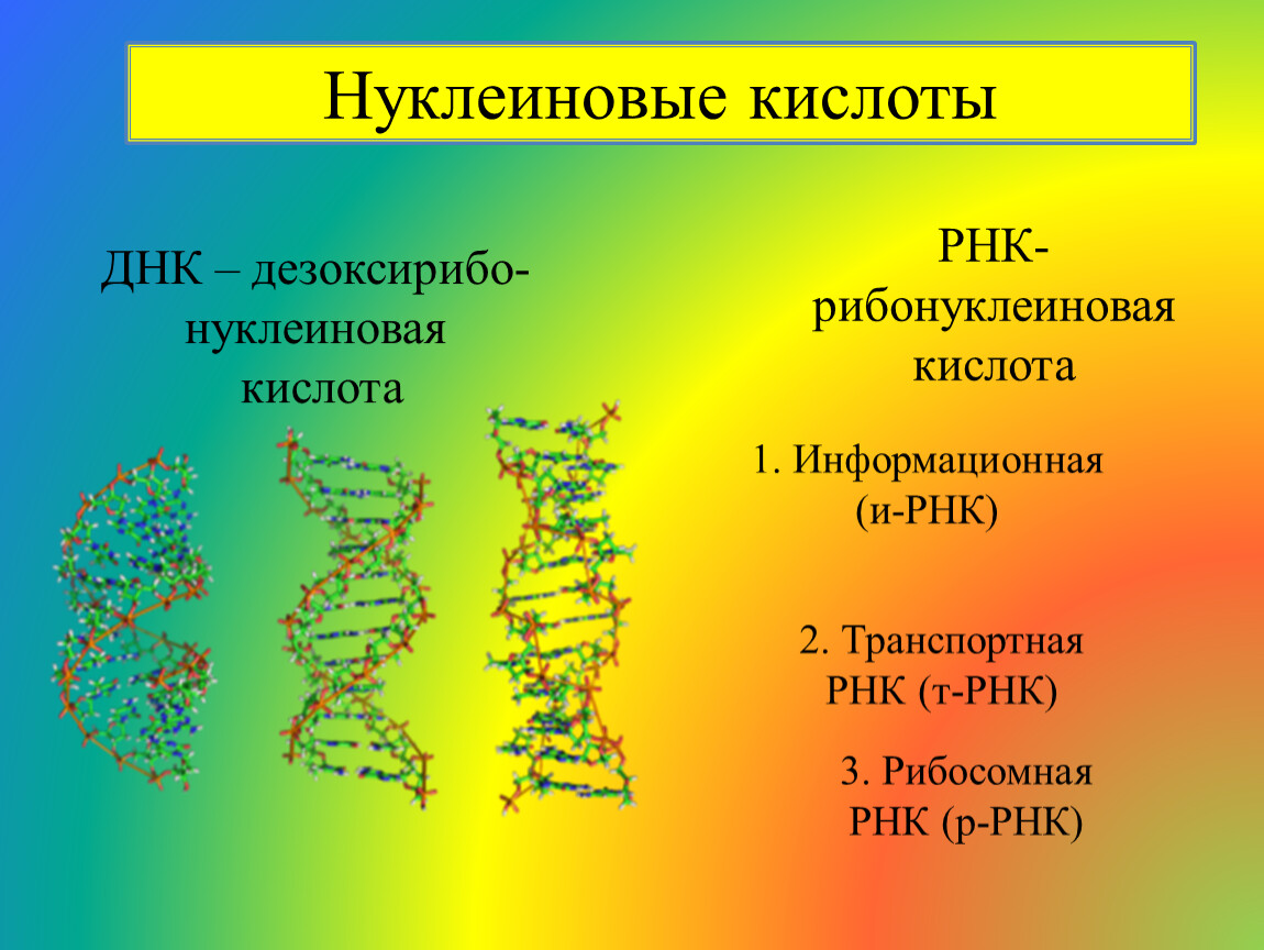 Примеры рнк. Нуклеиновые кислоты ДНК И РНК. Структура нуклеиновых кислот ДНК И РНК. Нуклеиновые кислоты рибонуклеиновая кислота. Нуклеиновая кислота ИРНК.