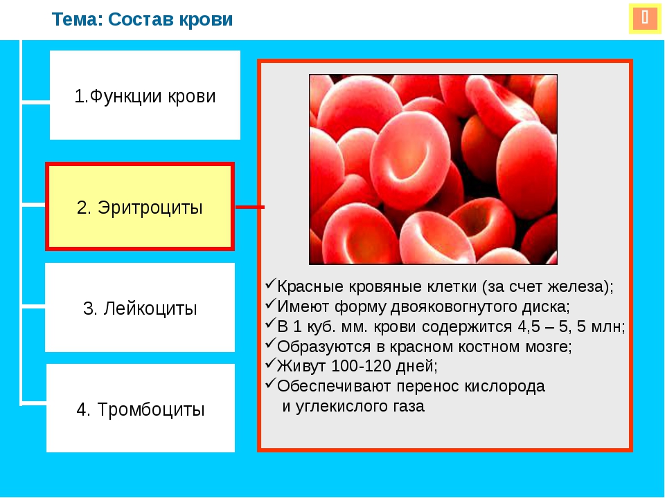 Укажи функции крови человека. Функции составляющих крови человека. Функция эритроцитов в крови 8 класс биология. Кровь строение и функции. Функции крови 8 класс биология.