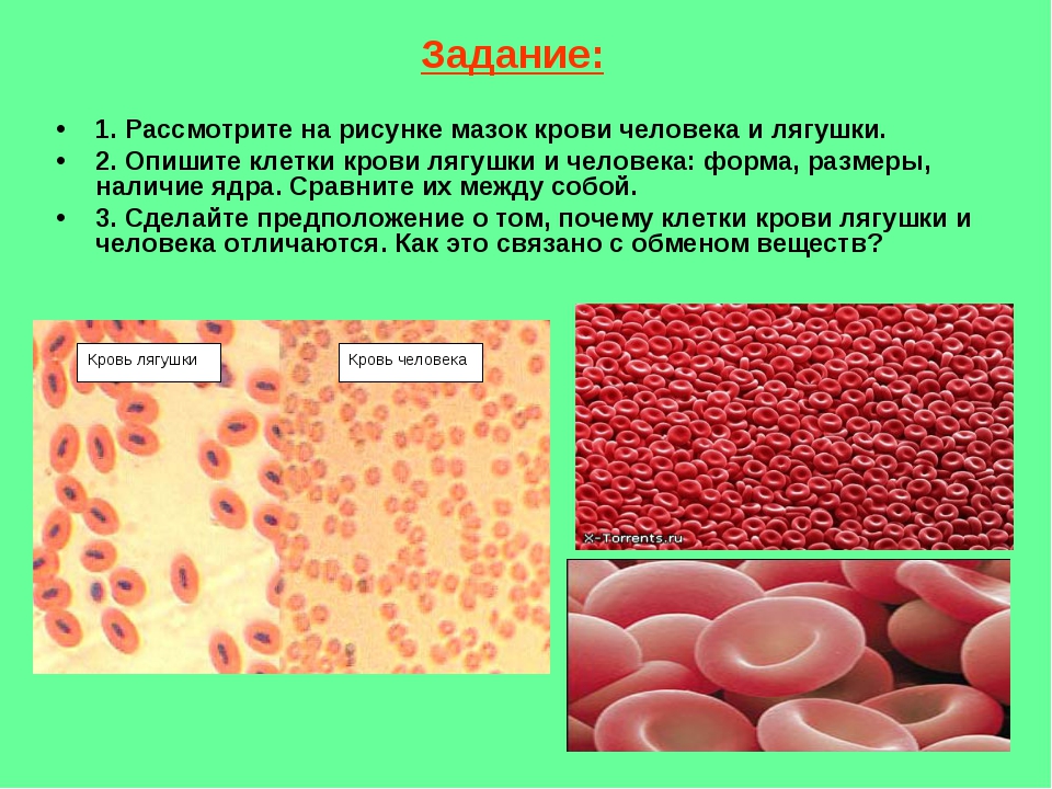 Лабораторная работа кровь лягушки. Клетки крови человека и лягушки. Строение животной клетки крови лягушки. Кровь лягушки и человека. Кровяные клетки лягушки и человека.