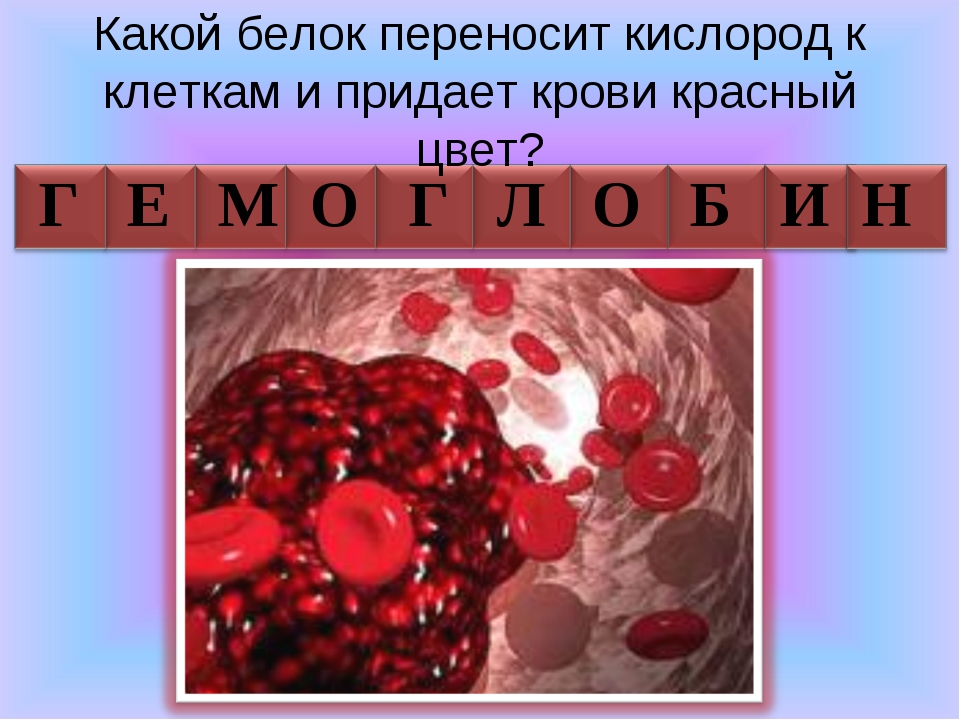 Белок кислород. Белок придающий крови красный. Белок придающий красный цвет. Что придает крови красный цвет. Как называется белок придающий крови красный цвет.