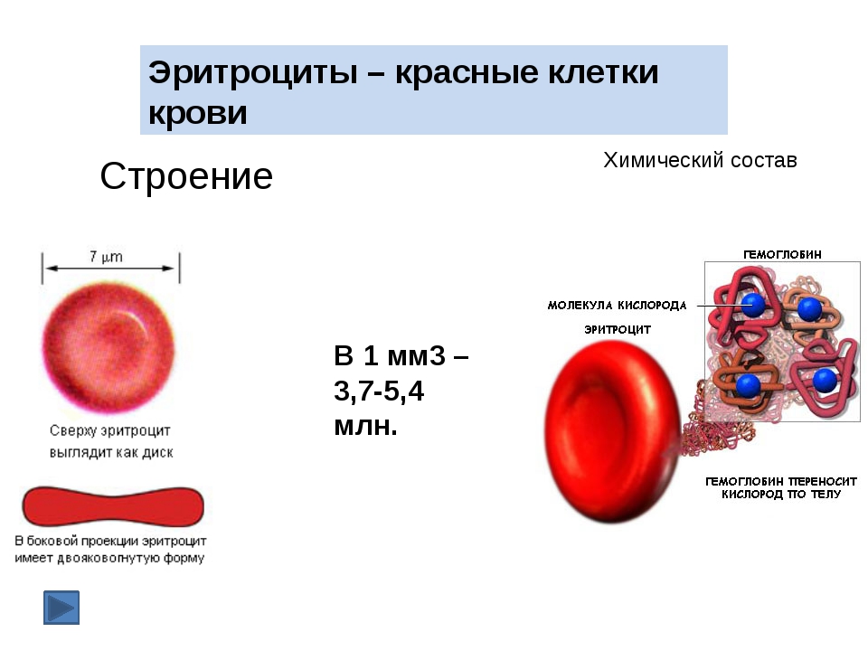 Где формируются клетки крови. Строение клетки крови эритроциты. Строение эритроцитов в крови человека. Схема строения эритроцитов и гемоглобина. Строение клетки гемоглобина схема.