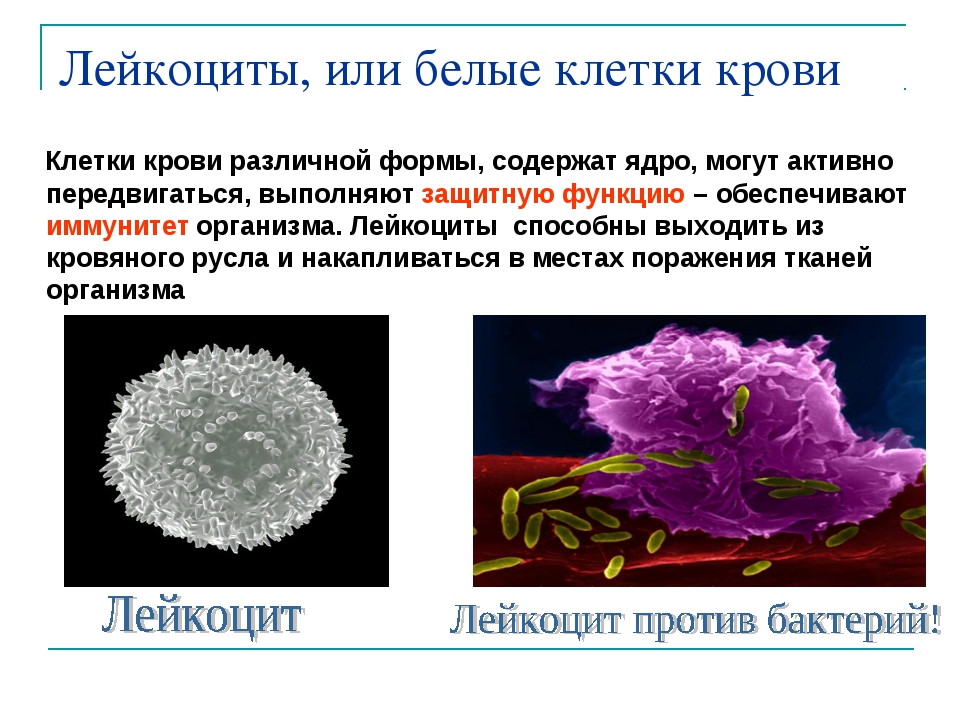 Лейкоциты крови способны. Лейкоциты биология 8 класс. Функции лейкоцитов 8 класс биология. Лейкоциты клетки иммунной системы. Форма клетки лейкоцитов у человека.