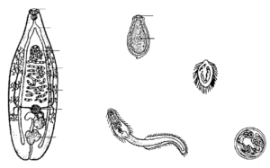 Гельминты Opisthorchis