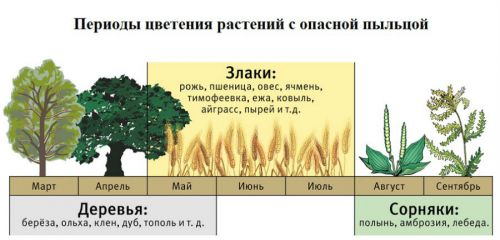 Цветение растений