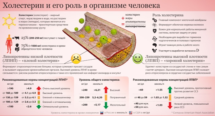 Норма холестерина в крови у женщин, мужчин по возрасту. Таблица после 30, 40, 50, 60 лет. Общий анализ из вены. Как уменьшить уровень