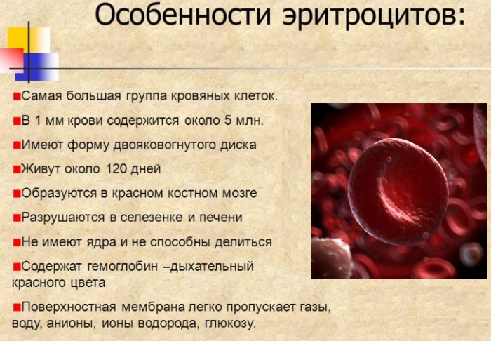 Эритроциты в крови повышены у ребенка: что значит в анализе, симптомы, лечение народными средствами