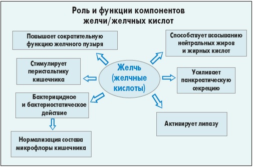 Дискинезия желчевыводящих путей. Симптомы и лечение препаратами, диета, клинические рекомендации для детей, взрослых