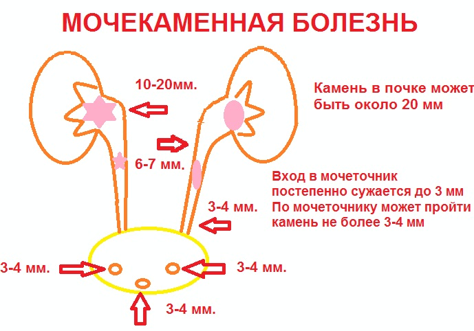 Корни шиповника. Лечебные свойства и противопоказания, вред, рецепты