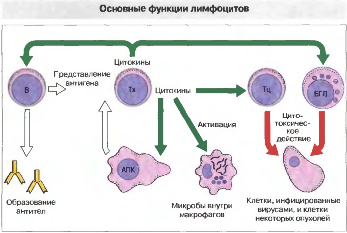 Нейтрофилы понижены у взрослого. Причины лимфоциты завышены, понижены в анализе