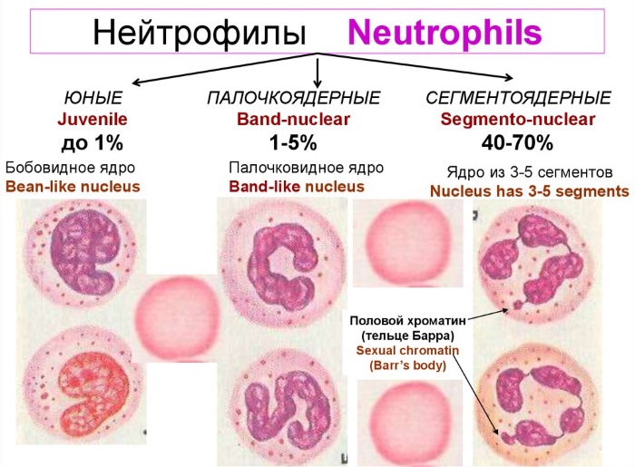 Нейтрофилы понижены у взрослого. Причины лимфоциты завышены, понижены в анализе