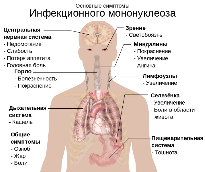 Повышенные лимфоциты в крови у женщин. Причины, норма по возрасту, лечение