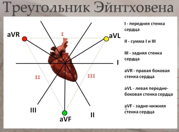 Расшифровка ЭКГ у взрослых. Норма: синусовый ритм, параметры, патологии