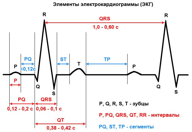 Расшифровка ЭКГ у взрослых. Норма: синусовый ритм, параметры, патологии