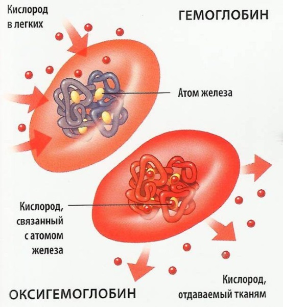 RBC в анализе крови. Что это такое, понижен, повышен, норма у детей, женщин, мужчин