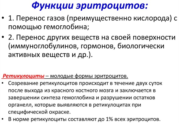 RBC в анализе крови. Что это такое, понижен, повышен, норма у детей, женщин, мужчин