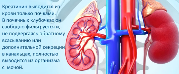 Повышение креатинина в крови. Причины, симптомы, лечение у женщин, мужчин, детей