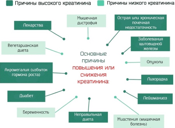 Повышение креатинина в крови. Причины, симптомы, лечение у женщин, мужчин, детей