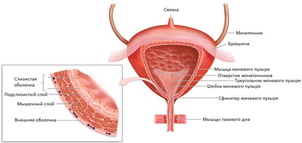 Мочевой пузырь. Болезни, симптомы, строение, признаки заболеваний, лечение