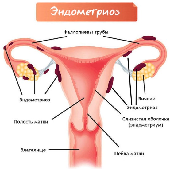 Мочевой пузырь. Болезни, симптомы, строение, признаки заболеваний, лечение