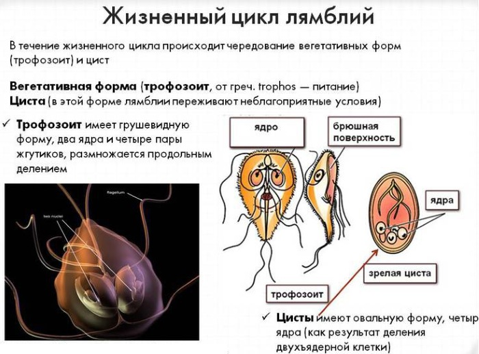 Лямблиоз у взрослых. Симптомы, схема лечения, народные средства, препараты