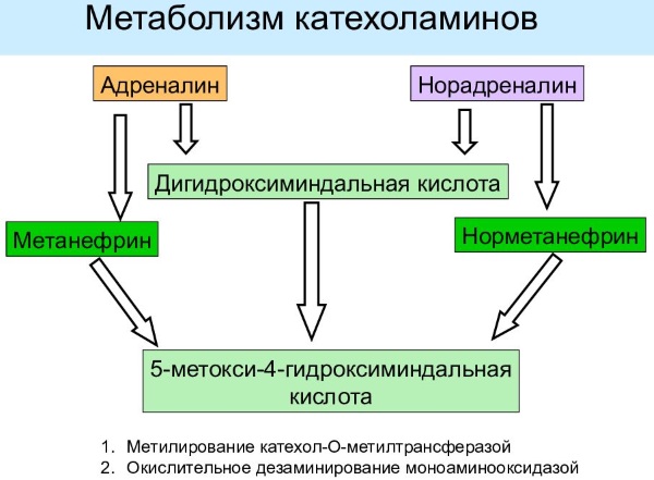 Метанефрины и норметанефрины в суточной моче, крови. Норма, подготовка, как сдавать, что показывает анализ