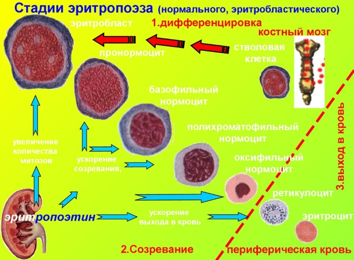 Неизмененные эритроциты в моче. Что это значит, повышены, причины, норма