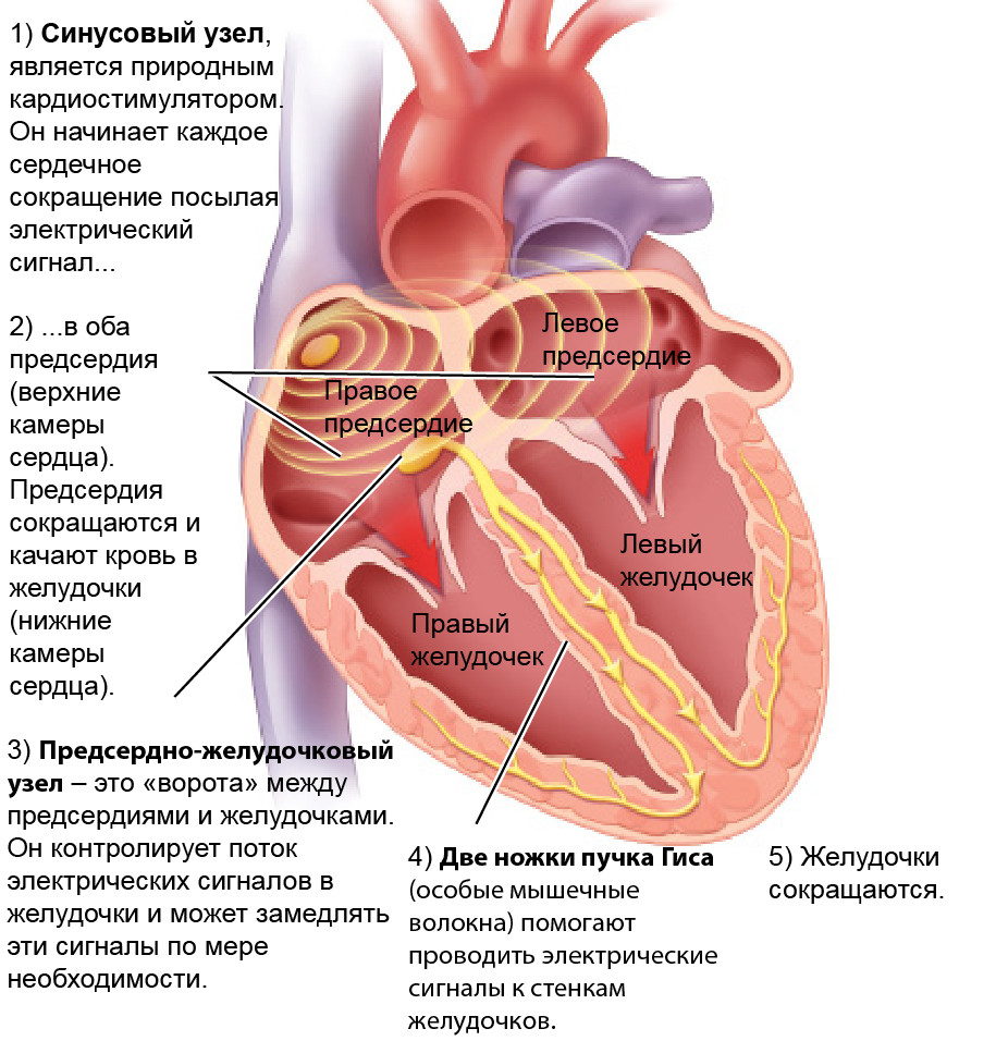 Сердце синусовый. Синусовый узел водитель ритма. Синусовый узел сердца. Водитель ритма синусно предсердного узла. Синусовый узел расположен.