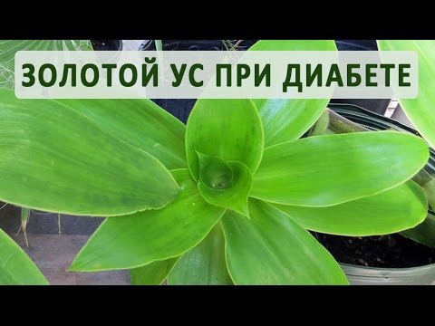 Золотой ус в лечении сахарного диабета - YouTube