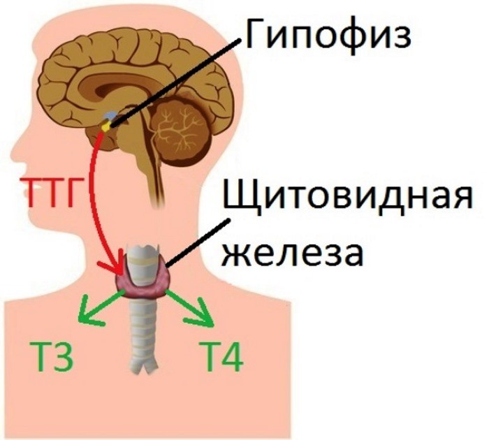 щитовидная железа