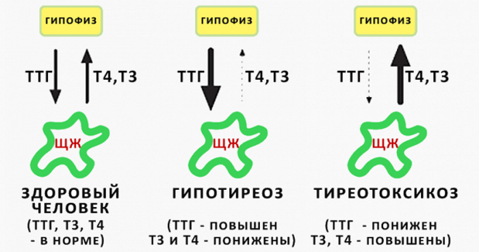 гормоны щитовидной железы