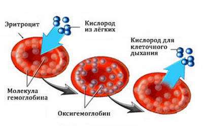 гемоглобин что это такое