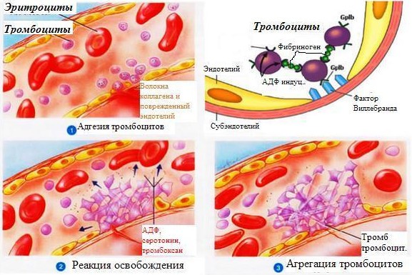 тромбоциты функции