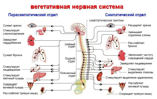 вегетативная нервная система