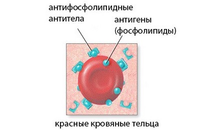 механизм развития