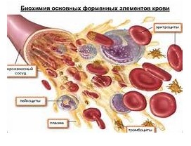 Анализ на биохимию - как сдавать, расшифровка